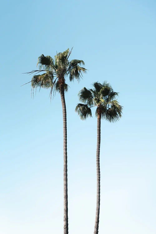 California Palm Trees