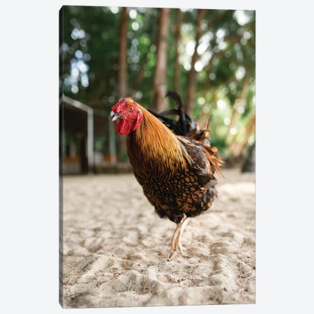 Ray The Rooster Canvas Print #DKE95} by Daniel Keating Art Print
