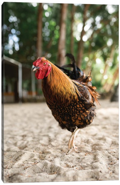 Ray The Rooster Canvas Art Print - Daniel Keating