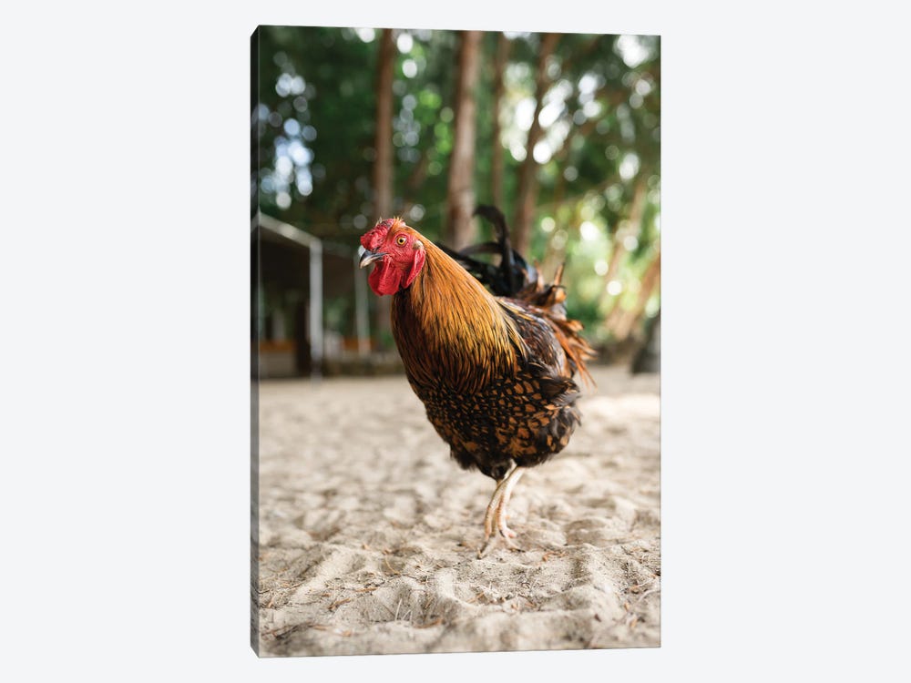 Ray The Rooster by Daniel Keating 1-piece Canvas Wall Art