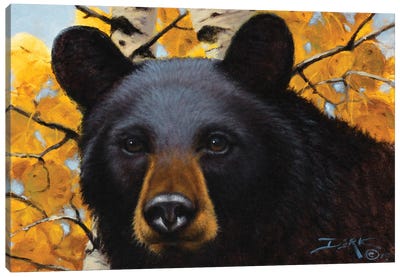Curiosity Canvas Art Print - Black Bear Art