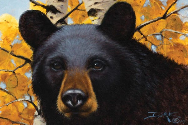 Black Bears: Curiosity by Derk Hansen