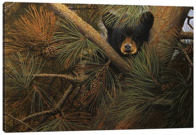 High And Lonesome Canvas Art Print - Black Bears