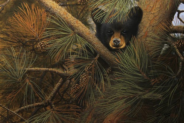 Bears: High And Lonesome by Derk Hansen