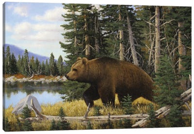 Just Passing Through Canvas Art Print - Grizzly Bear Art