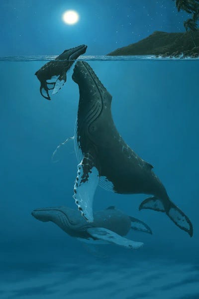 Humpback Whales: Kohala Miracle by Derk Hansen