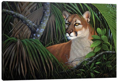 Prince Of The Everglades Canvas Art Print - Cougars