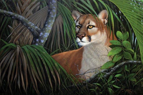 Cougars