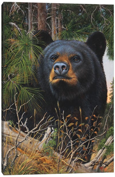 The Old Man Of The Woods Canvas Art Print - Black Bear Art