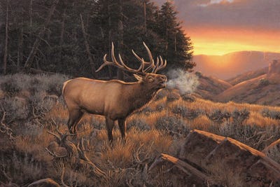 Wapiti Symphony by Derk Hansen canvas print