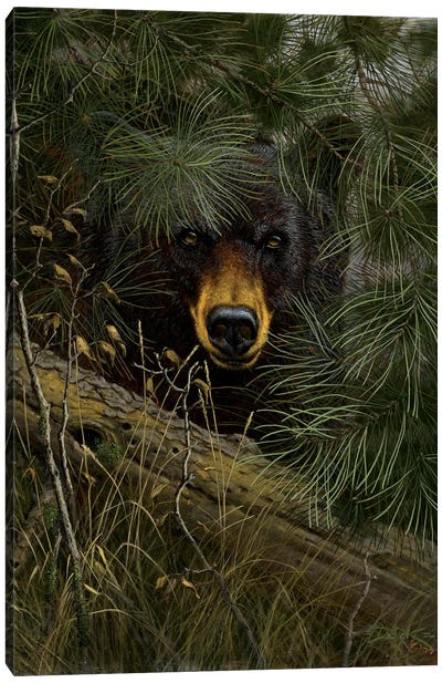 The Watcher Canvas Art Print - Black Bear Art