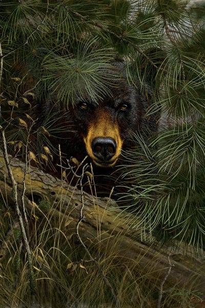 Bears: The Watcher by Derk Hansen