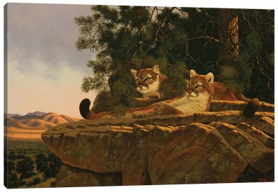 Distant Thunder Canvas Art Print - Cougars