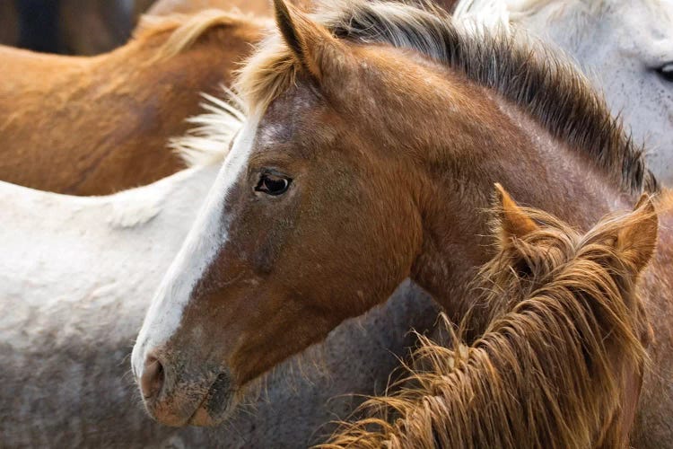 Horse Head Profile, Malaga, Chelan County, Washington, USA by Dennis Kirkland wall art