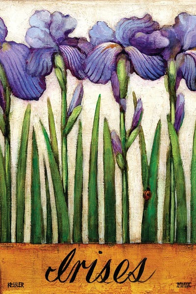 Gardening: Irises by Daniel Patrick Kessler