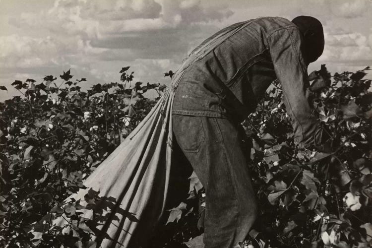 Cotton Field Stoop Laborer, San Joaquin Valley, California, USA