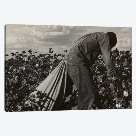 Cotton Field Stoop Laborer, San Joaquin Valley, California, USA Canvas Print #DLA1} by Dorothea Lange Canvas Print