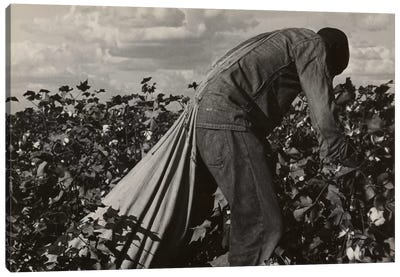 Cotton Field Stoop Laborer, San Joaquin Valley, California, USA Canvas Art Print - Dorothea Lange