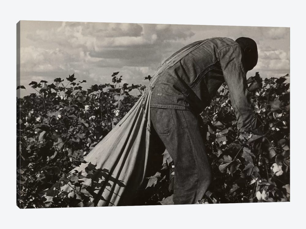 Cotton Field Stoop Laborer, San Joaquin Valley, California, USA by Dorothea Lange 1-piece Canvas Print