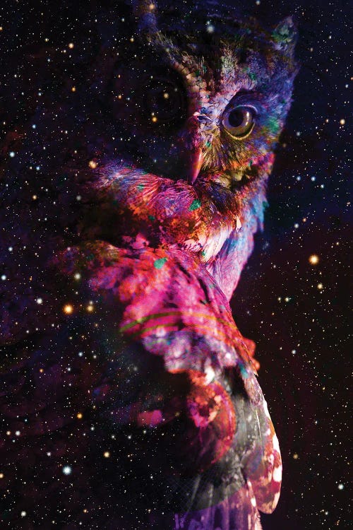 Night Owl by David Loblaw wall art