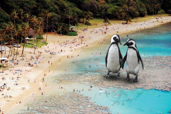 Penguins: Penguins At The Beach by David Loblaw
