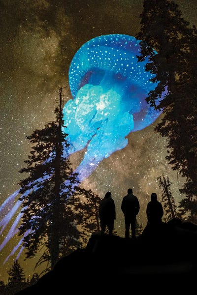 Pine Trees: Jellyfish At The Treeline by David Loblaw