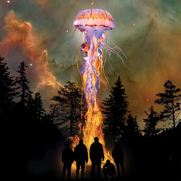 Jellyfish: Jellyfish From The Flames by David Loblaw