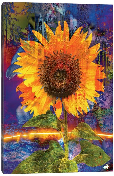 Sun Flower In A Forest Canvas Art Print - David Loblaw