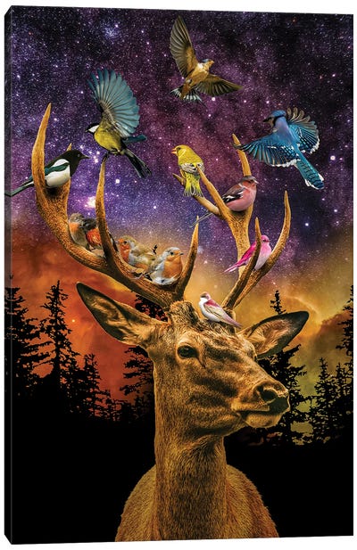 My Feathered Friends Canvas Art Print - David Loblaw