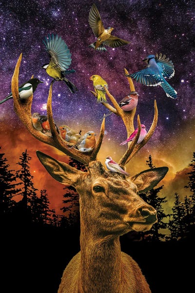 Aurora Borealis: My Feathered Friends by David Loblaw