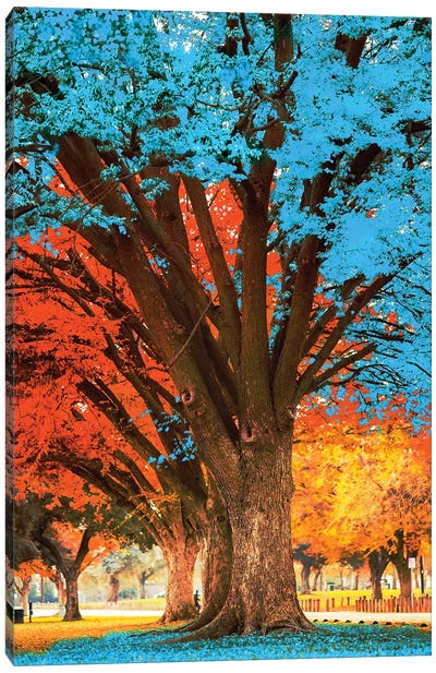 Blue Tree Canvas Art Print - City Park Art