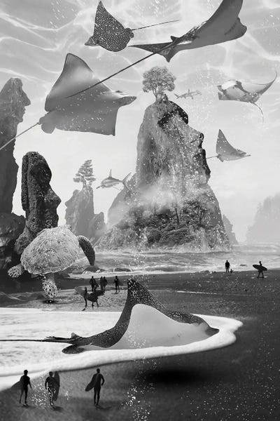 Rays: Lost On Surf Island by David Loblaw