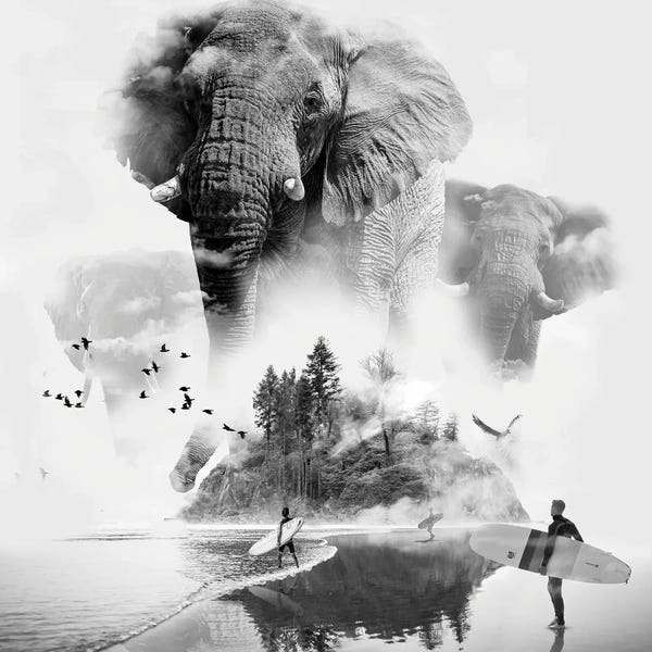 Black & White Florals: Elephant In The Mist Surfer by David Loblaw