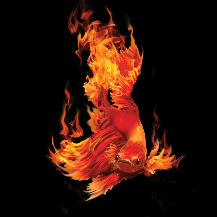 Fighting Fishon Fire by David Loblaw wall art