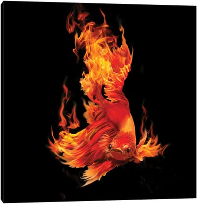 Fighting Fishon Fire Canvas Art Print - David Loblaw