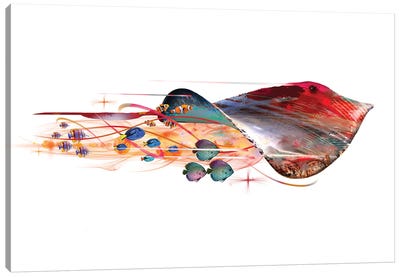 Colorful Stingray Canvas Art Print - Imagination Art