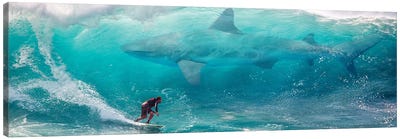 Shark Surfer Canvas Art Print - Sea Life Art