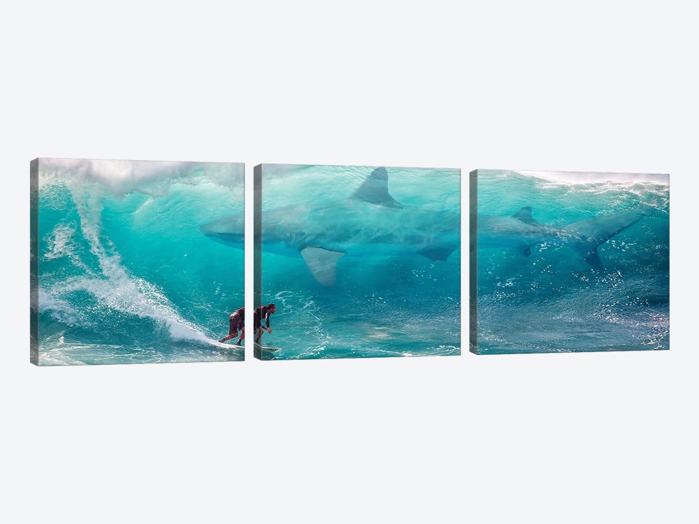 Shark Surfer by David Loblaw 3-piece Canvas Print