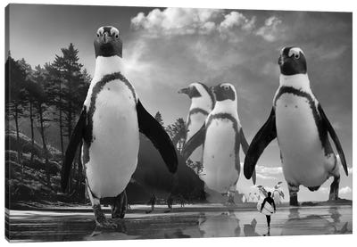 Walk Of The Penguins Canvas Art Print - David Loblaw