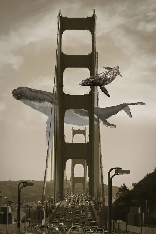 Whale Watching From The Golden Gate Birdge by David Loblaw wall art