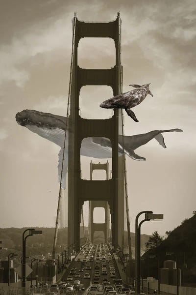 Golden Gate Bridge: Whale Watching From The Golden Gate Birdge by David Loblaw