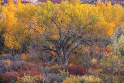 Rainbow Desert by Dustin LeFevre art print
