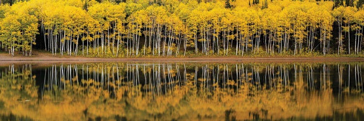Forest Lake Reflection Panorama