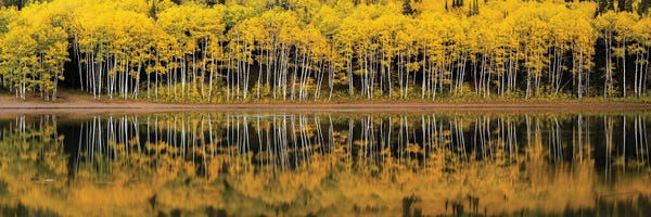 Forest Lake Reflection Panorama
