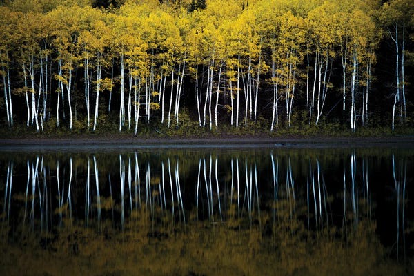 Utah: Forest Mirror by Dustin LeFevre
