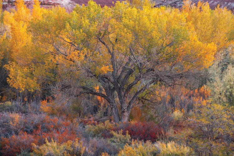 Rainbow Desert by Dustin LeFevre wall art