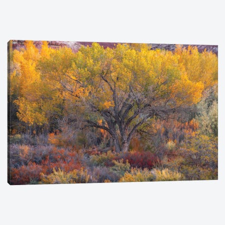 Rainbow Desert Canvas Print #DLF10} by Dustin LeFevre Canvas Artwork