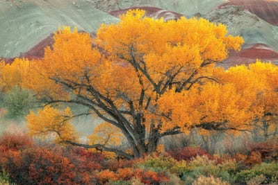 Radiant by Dustin LeFevre canvas print