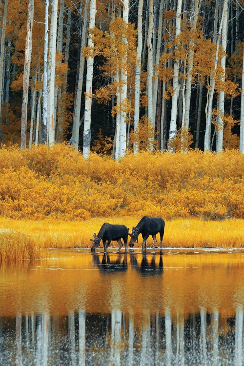 Watering Hole by Dustin LeFevre wall art