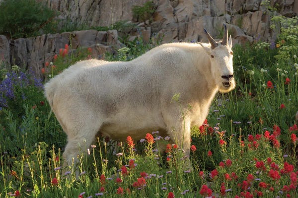 Dustin LeFevre: Glorious Goat by Dustin LeFevre